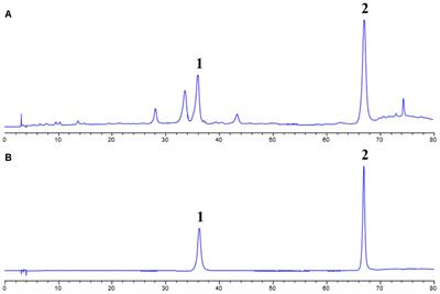 Autophagy Flux Contributes to Regulation of Components of Eclipta prostrata L. on Cigarette Smoking-Induced Injury of Bronchial Epithelial Cells